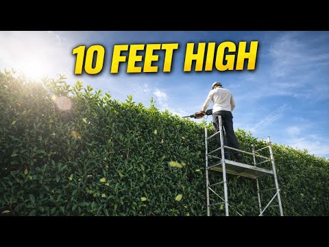 Taille de haies chantier Clermont-Ferrand