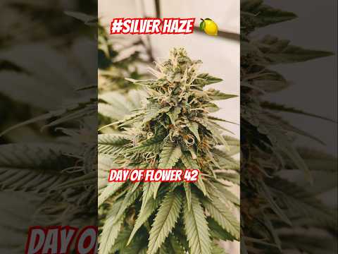 Silver Haze - Day 42 of Flower  🍋🥦#plants #growplants