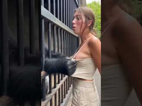 These animals escaped from the zoo #facts #animals #wildlife