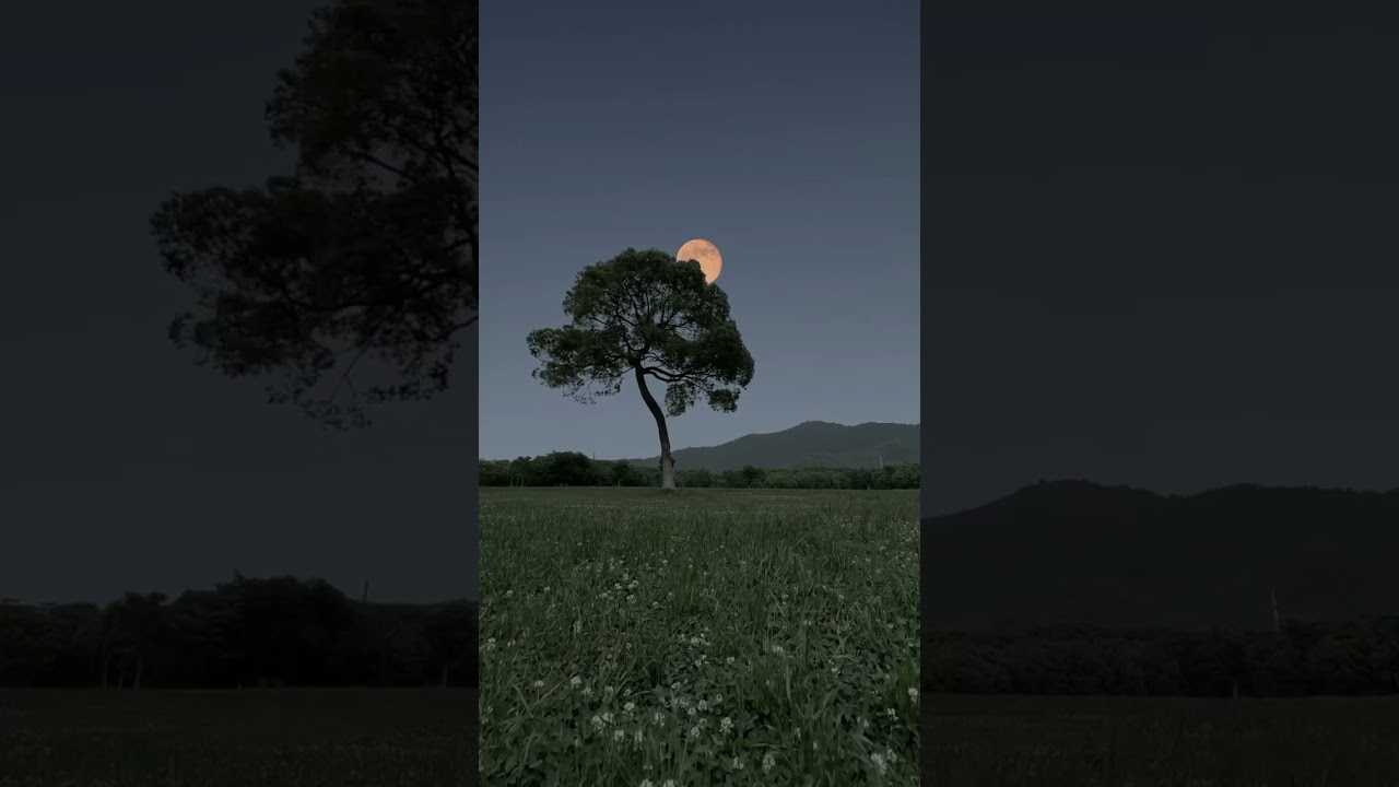 Full Moon Rising Over Tree: A Breathtaking Night Sky Video 🌝