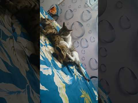 Gautham gutha 3 || cat 🐈|| #cat #meaww #viral #funny #meooww #newsong #trending #cute #mewmew