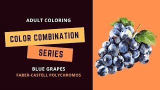 COLOR COMBINATION SERIES: BLUE GRAPES- Faber-Castell polychromos - Adult coloring