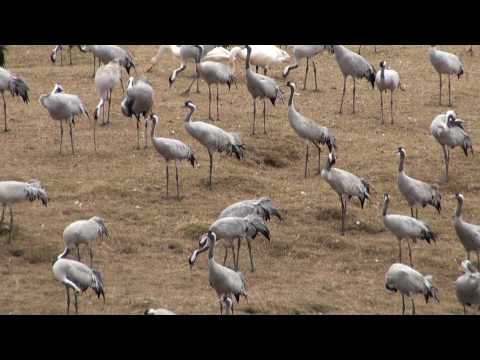 GALOPPSPELAREN - Tranorna vid Hornborgasjön, Skara, Sverige 2010-04-10. del 1