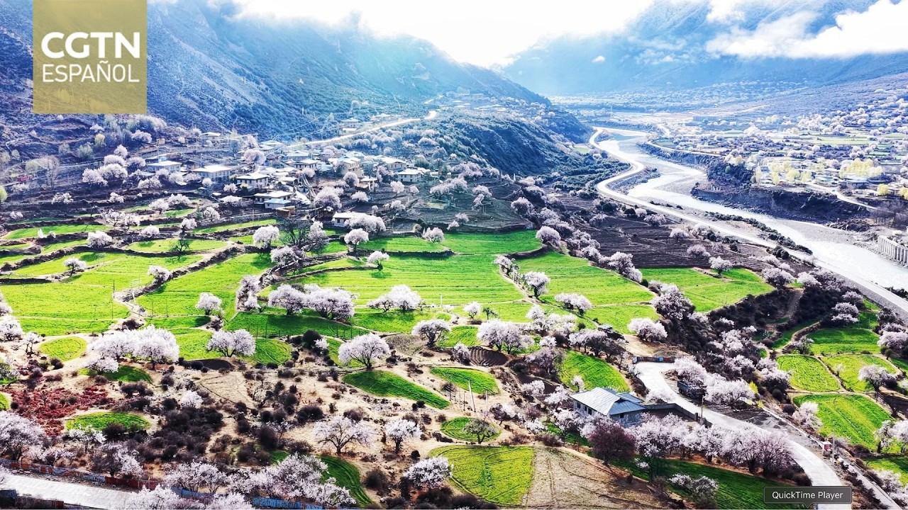 En Nagqu, Xizang: las nieblas envuelven los picos y los melocotoneros florecen en primavera