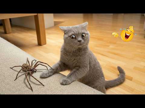 Impossible Not to Laugh 🤣😹 Funniest Cat Clips 2026