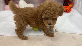 トイプードルの動画01
