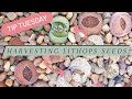 Tip Tuesday: Harvesting Lithops Seeds