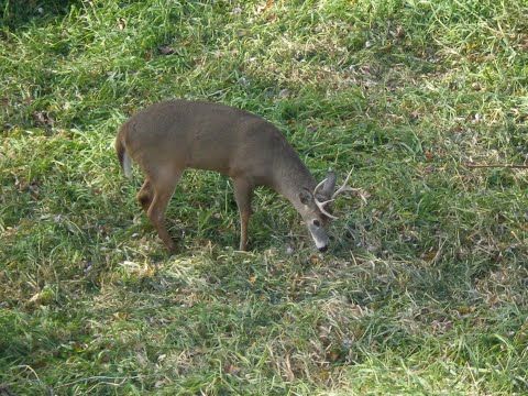 91. Hunt-How bucks react to a fresh doe tarsal drag