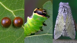 The life cycle of a Moth | Butterfly