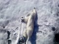 Disney Nature Earth 2009 Theatrical Trailer
