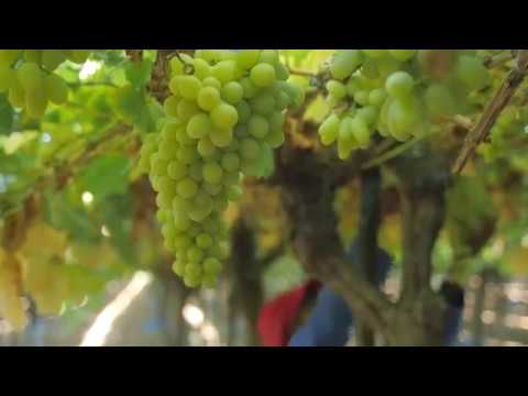 Silverlands Vineyards, Namibia