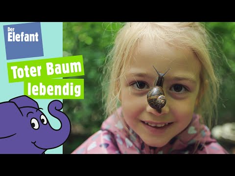 Expedition in den Wald - Was lebt auf einem Baumstumpf? | Der Elefant | WDR