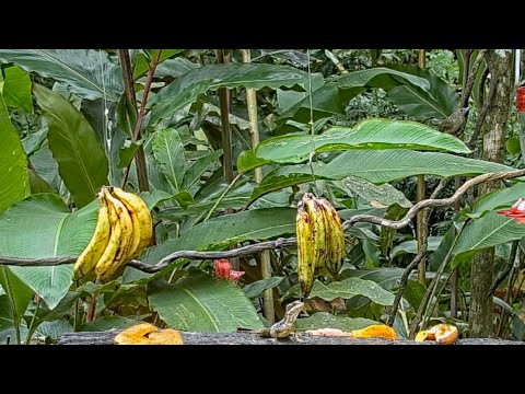 Brief Visit From A Fasciated Antshrike On The Panama Fruit Feeder Cam – July 1, 2021