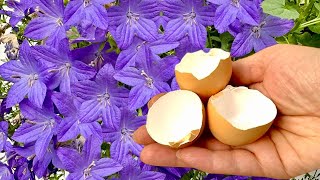 Want More Flowers? Try THIS Eggshell Fertilizer & Campanula Hack!
