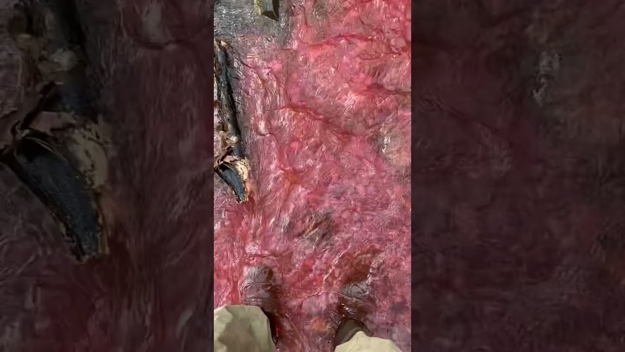 Pollution plume simulation using red dye that’s environmentally friendly for my hydrology class!