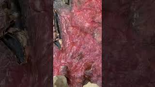 Pollution plume simulation using red dye that’s environmentally friendly for my hydrology class!