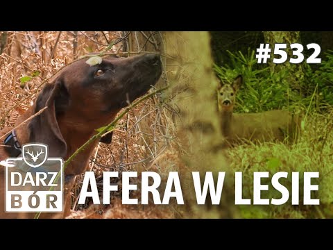 Darz Bór odc. 532 Zima czy już wiosna. Kogo spotkasz w lesie.