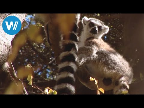 Madagaskar erleben - Lemuren-Paradies und Perle des indischen Ozeans (Planet HD)