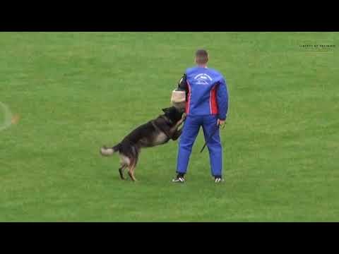 Liberty K9 Training video.