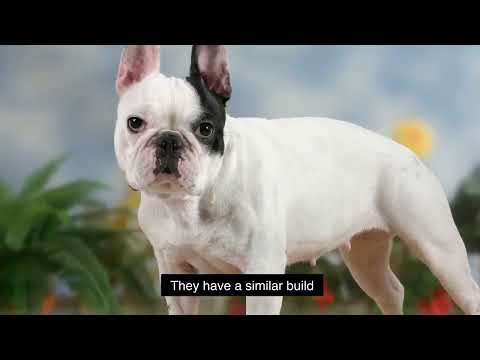 Wrinkle Dogs Are Sooooo Cute!