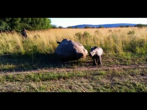 download lagu mp3 mp4 Poaching Is Bad, download lagu Poaching Is Bad gratis, unduh video klip Poaching Is Bad