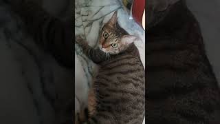 IS THE CAT PREGNANT OR JUST FAT!?🤔 #cat #shorts #trending