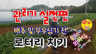 관리기 사용법 실전편.김장용 배추밭 로터리 작업.. 촬영중 집사람 외마디 "고구마"~