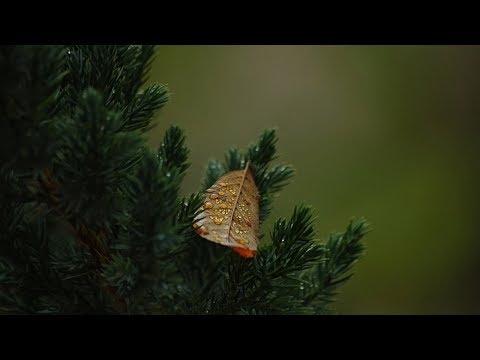 NE ODVRAĆAJ LJUDE OD ISLAMA SVOJIM PONAŠANJEM || hfz. mr. Adnan Mrkonjić