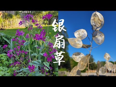 銀扇草