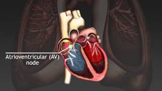 How the cardiac cycle is produced by electrical impulses in the heart