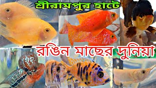 শ্রীরামপুর হাটের নতুন রঙিন মাছের সম্ভার | Aquarium Fish Shrirampur Hat | Serampore Fish Pet Market