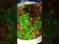 Liver Yum Yum