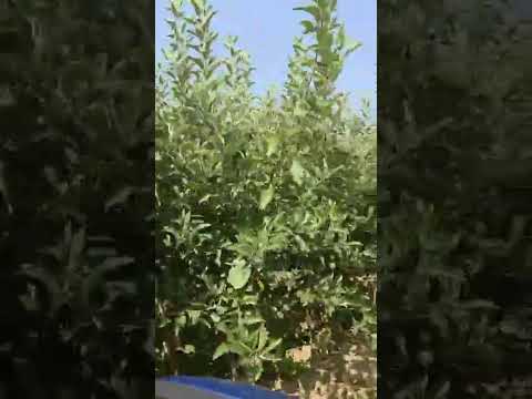 Саженцы плодовых деревьев производства Сербия