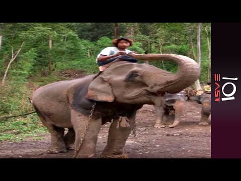 Burma's Last Timber Elephants