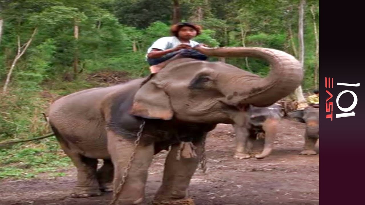 Burma's Last Timber Elephants