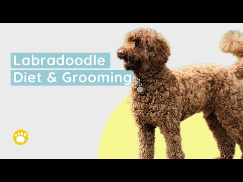 Labradoodle: Diet, Health and Grooming
