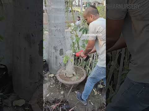 Bombax ceiba Bonsai (Semal Bonsai)#pariharnursery #bonsai #bombaxceibabonsai #reels #viral #ytshorts