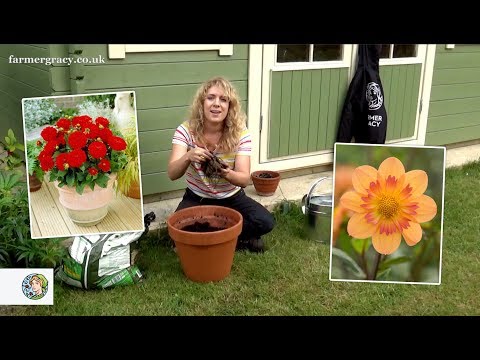 , title : 'How to grow Dahlia tubers in a patio container - FarmerGracy.co.uk'