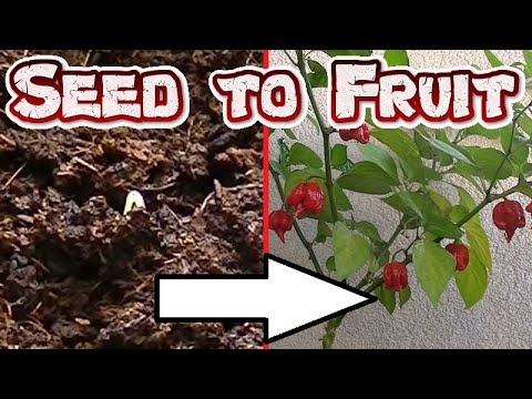 Time Lapse Of Trinidad Scorpion Butch T Pepper Plant Growing
