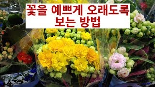 우리집 꽃 예쁘게 오래도록 보는 방법 4가지