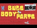 Bugs Body Parts