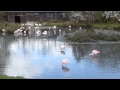 Lesser Flamingo Foraging Behaviour