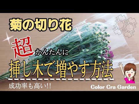 水中のフクシアから挿し木を取る方法は？ 5 つの簡単なステップ + サポートビデオ  庭園