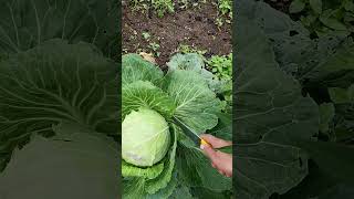 cosecha do un repollo #plantas #agricultura #agriculturaregenerativa