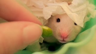 Hamster in a cupcake taking food