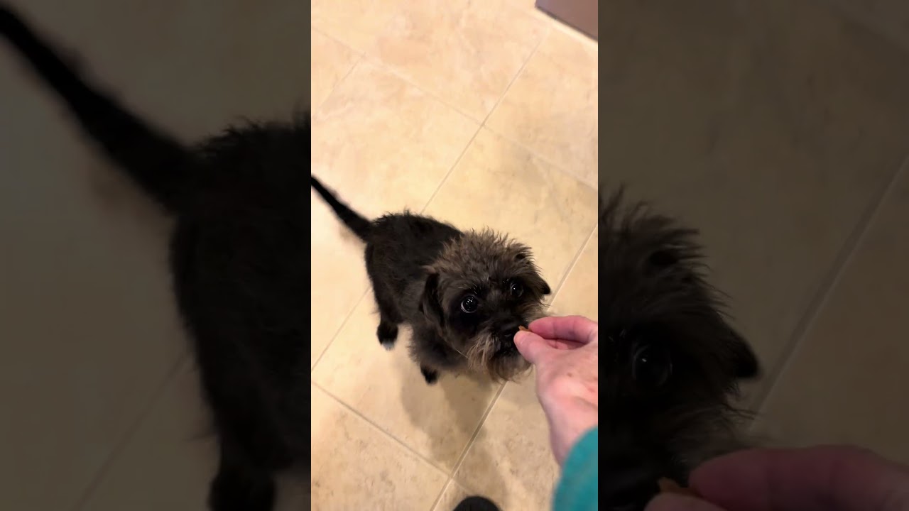 Enlarge CAMEO, an adopted mixed breed in berlin, CT video 2/6