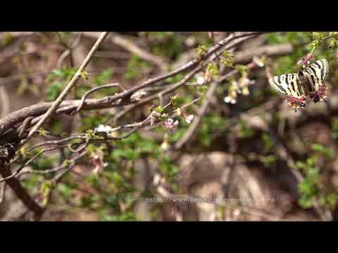 ヒメギフチョウ（チョウジザクラで吸蜜）Luehdorfiapuziloii on SakuraFlower