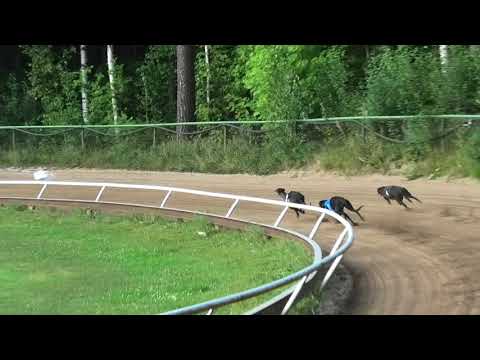 Start 2: Greyhound CGRC European Championship 2018 Sprint Bitches Final 280 m (G)