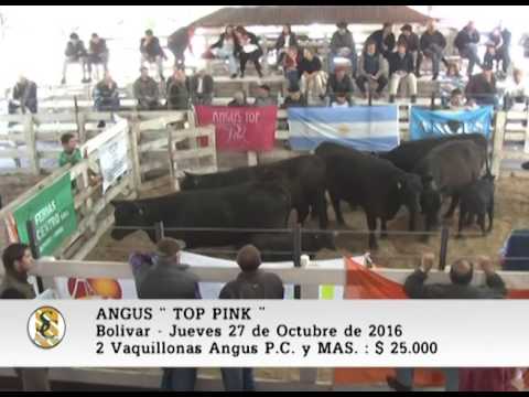 27-10-16 - Venta de Vaquillonas Angus PP, PC y MAS - Angus Top Pink