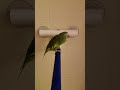 Shower Whistling
